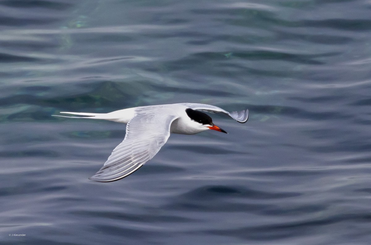 Common Tern - ML620034606