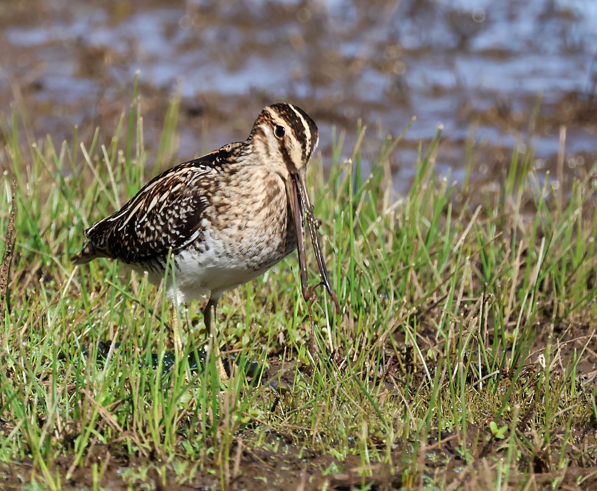 Wilson's Snipe - ML620034615