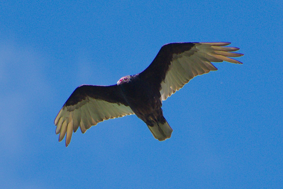 Turkey Vulture - ML620034618
