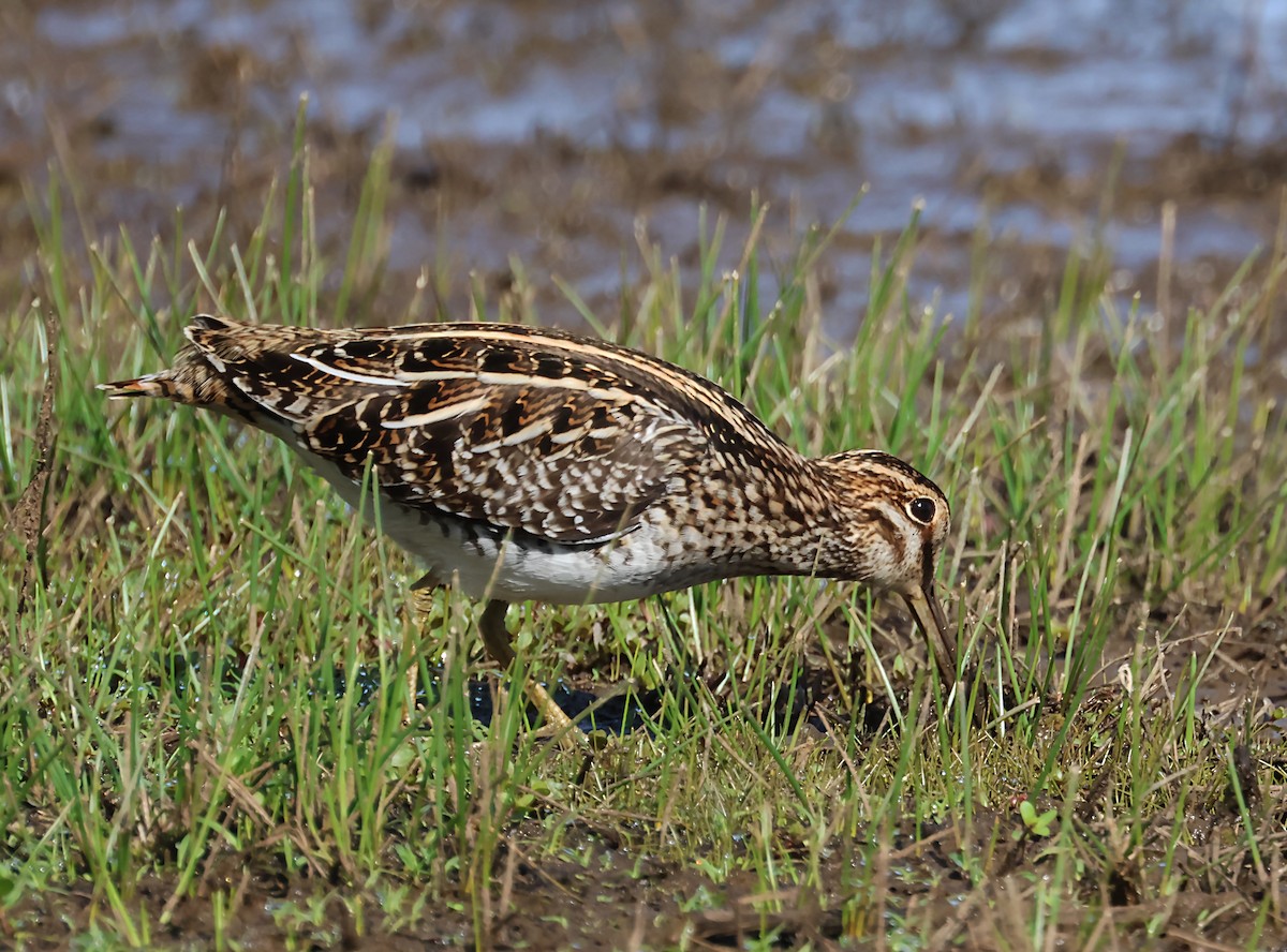 Wilson's Snipe - ML620034623