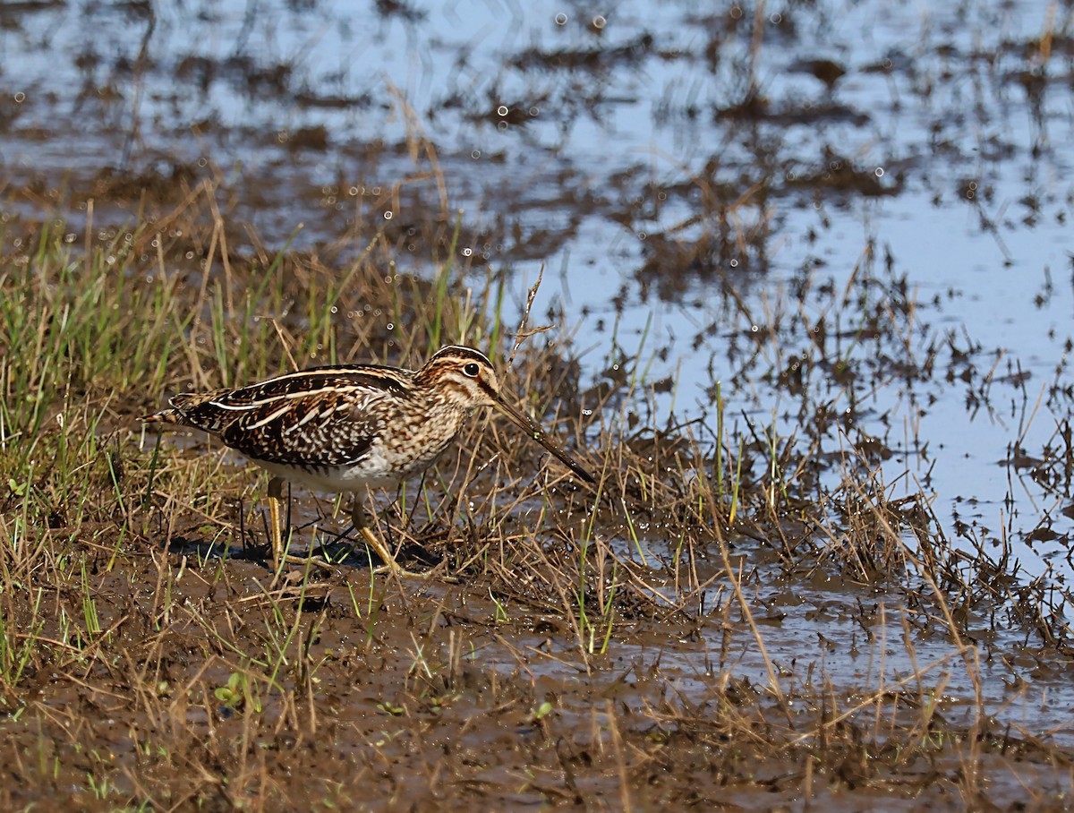 アメリカタシギ - ML620034628