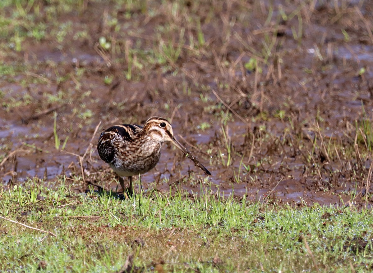 Wilson's Snipe - ML620034631