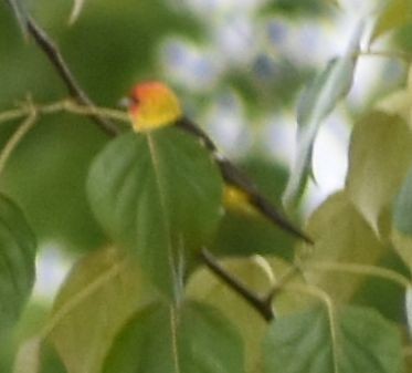 Western Tanager - ML620034636