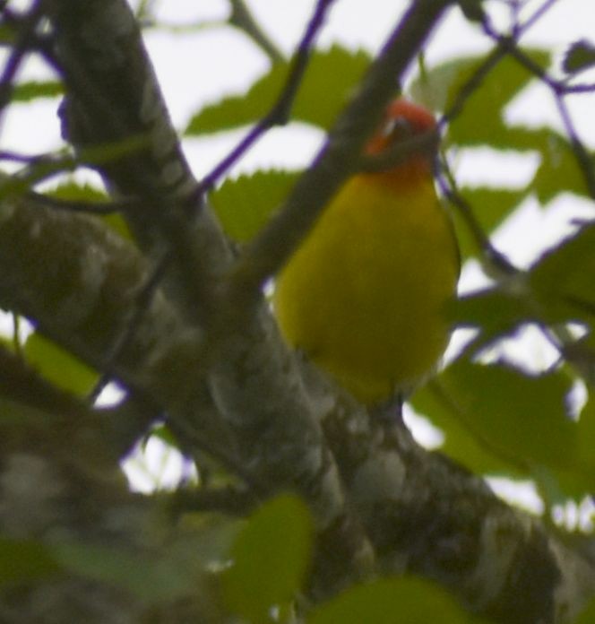Western Tanager - ML620034637