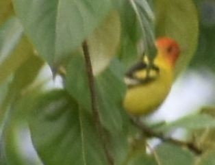 Western Tanager - ML620034638