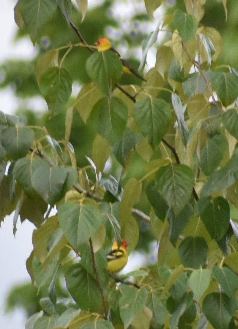 Western Tanager - ML620034639