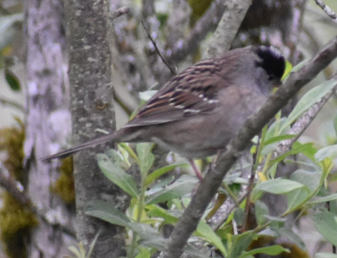 Golden-crowned Sparrow - ML620034647