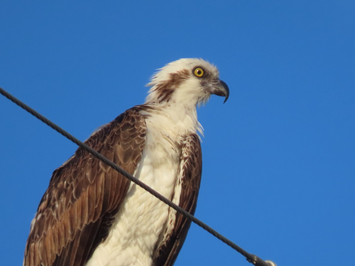 Águila Pescadora (ridgwayi) - ML620034669
