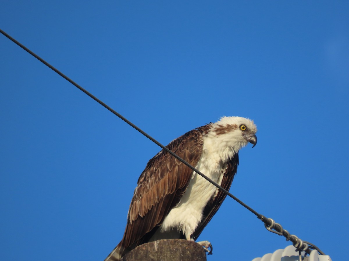 Águila Pescadora (ridgwayi) - ML620034670