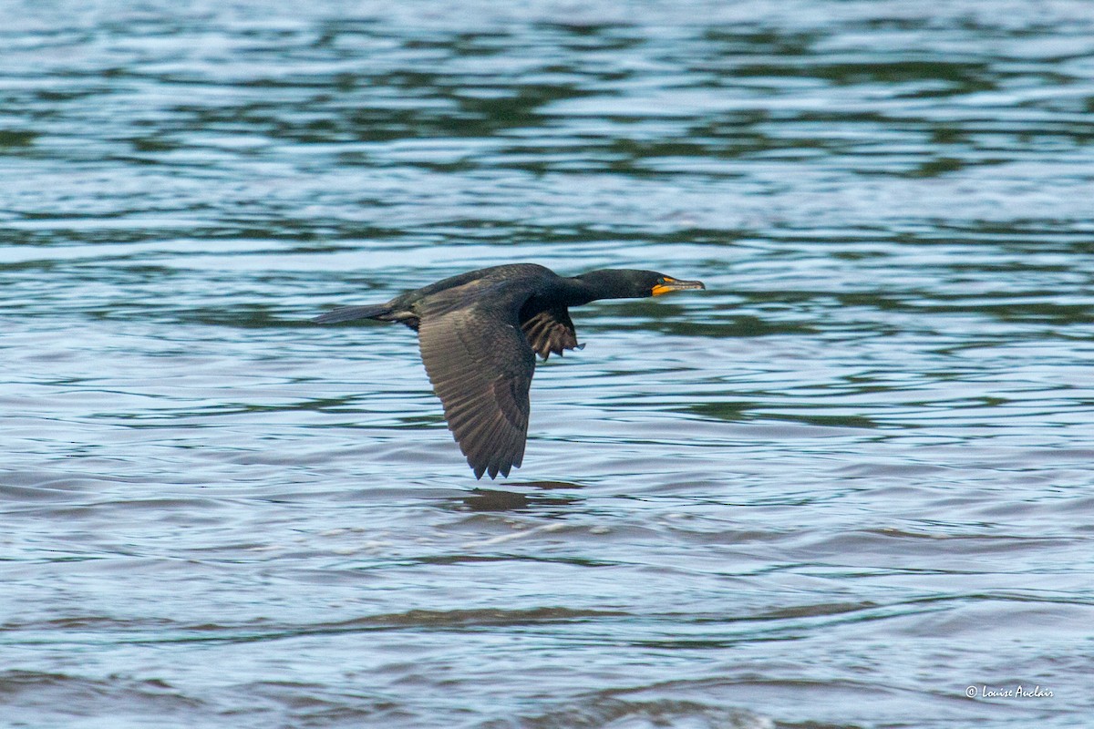 Double-crested Cormorant - ML620034724