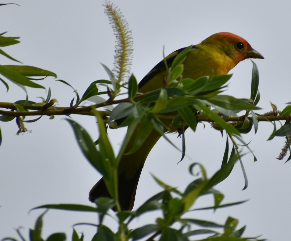 Western Tanager - ML620034742
