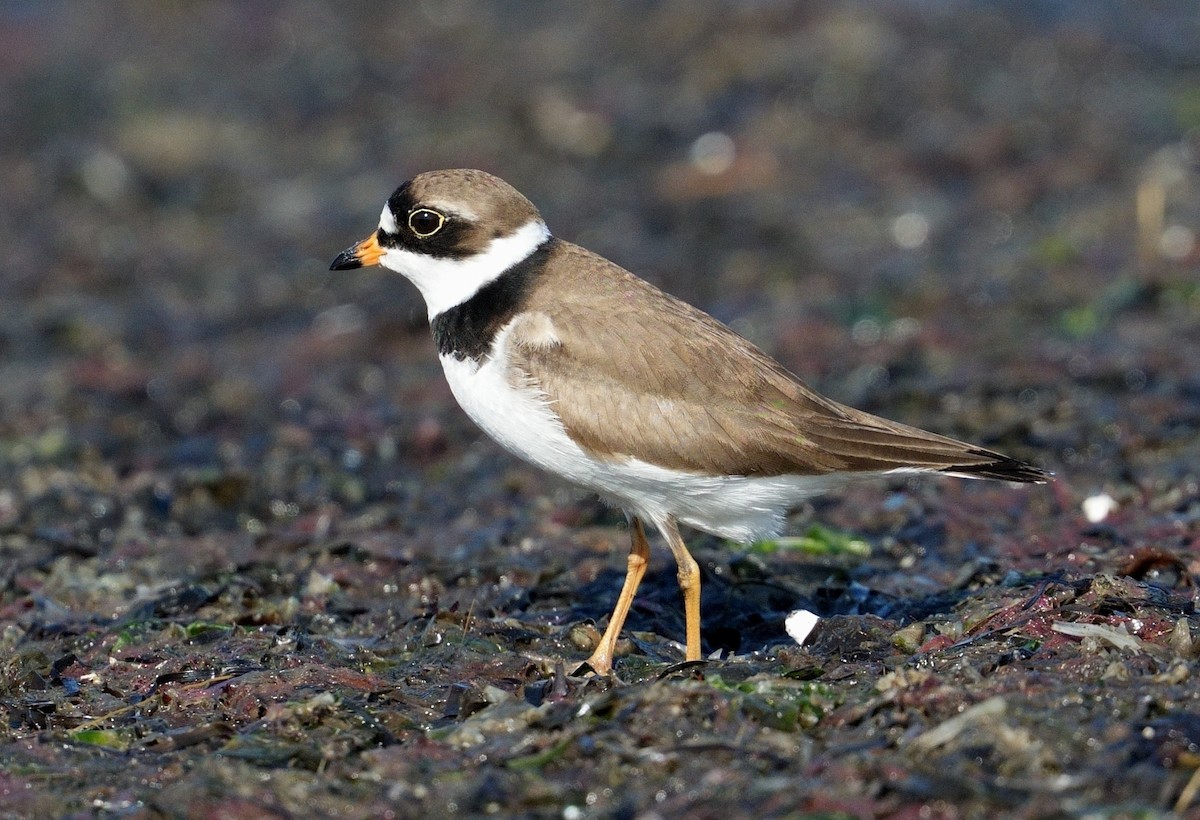 Semipalmated Plover - ML620034770