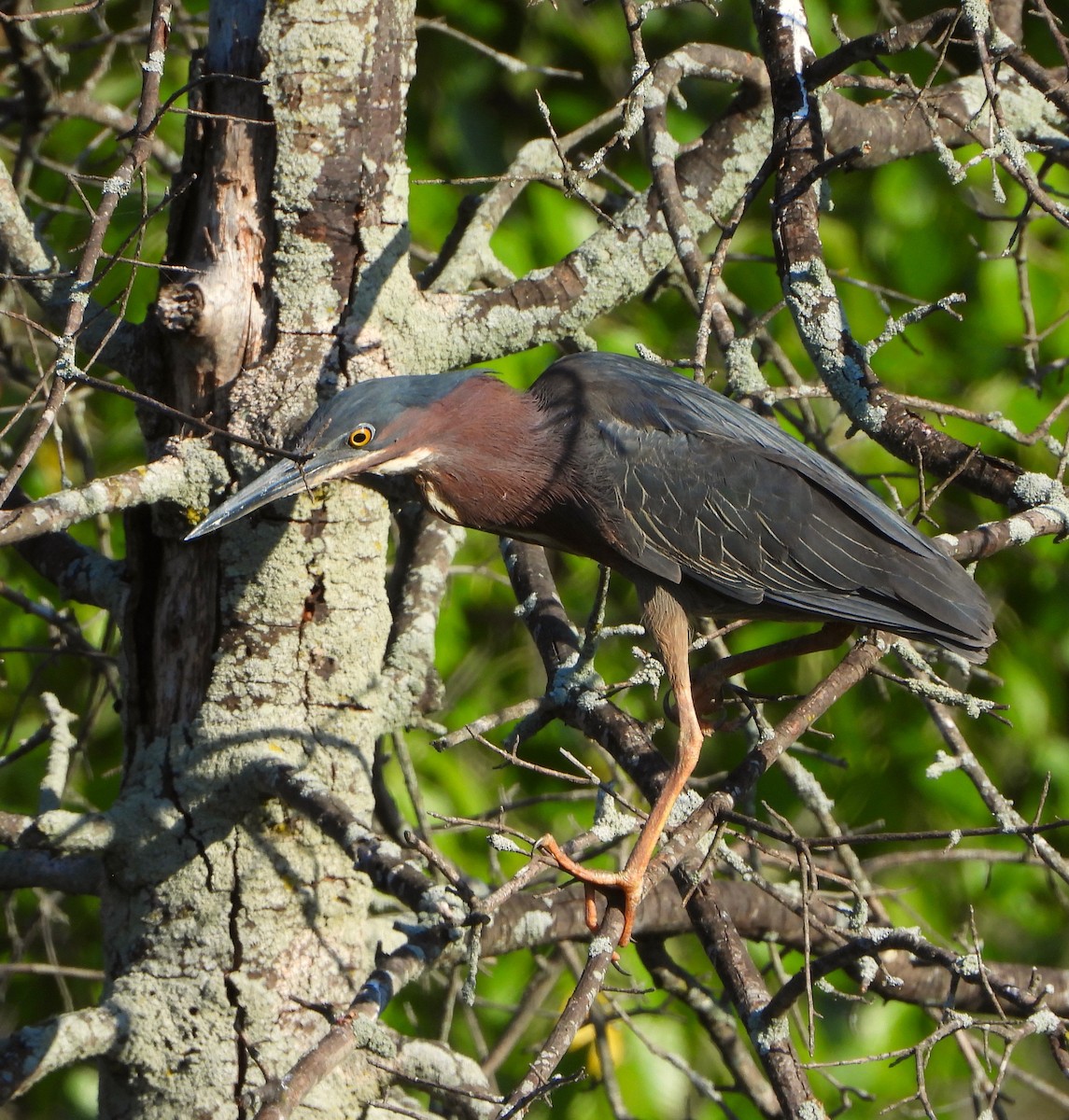 Green Heron - ML620034775