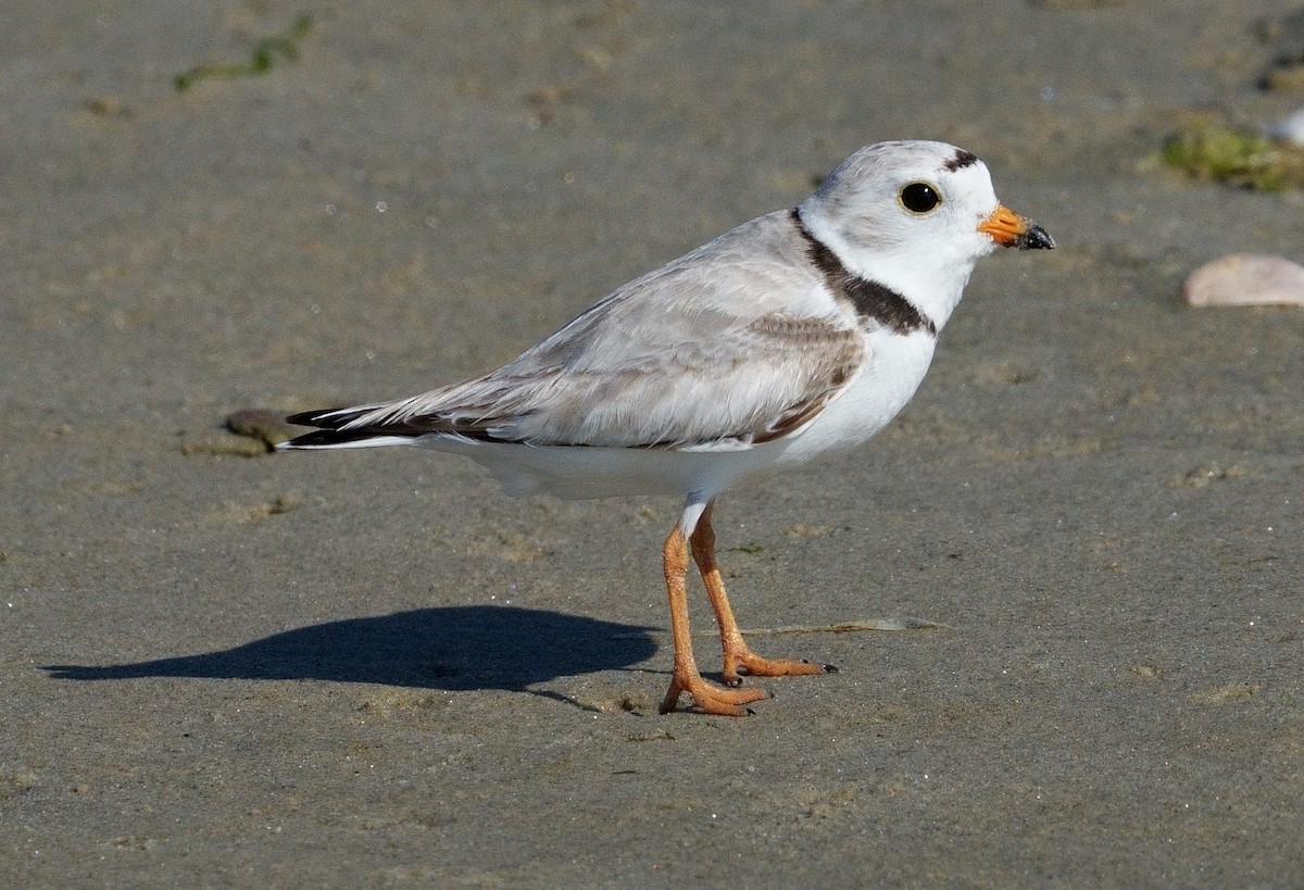 Piping Plover - ML620034783