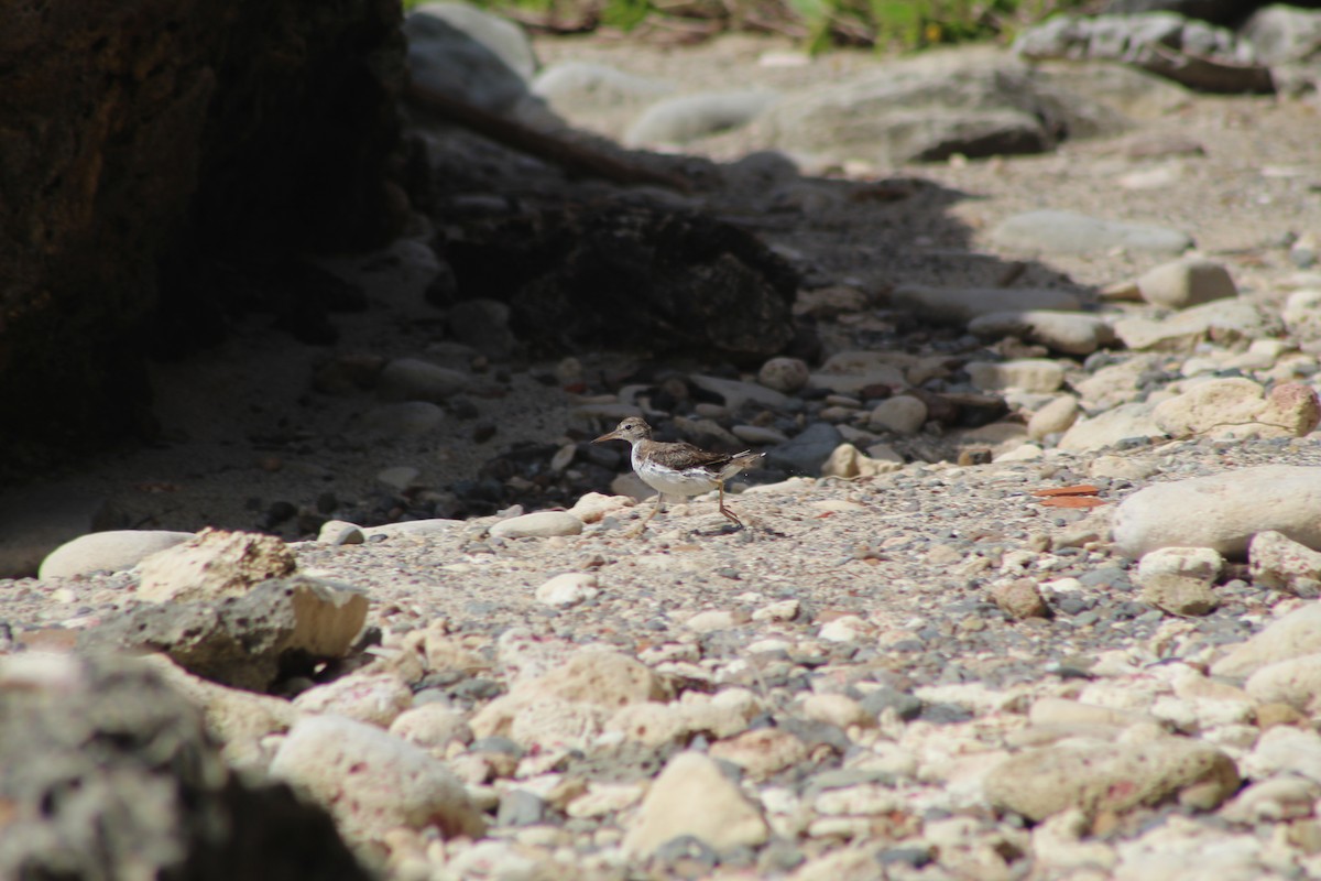 Spotted Sandpiper - ML620034788