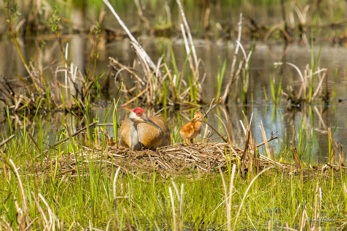 Sandhill Crane - ML620034791