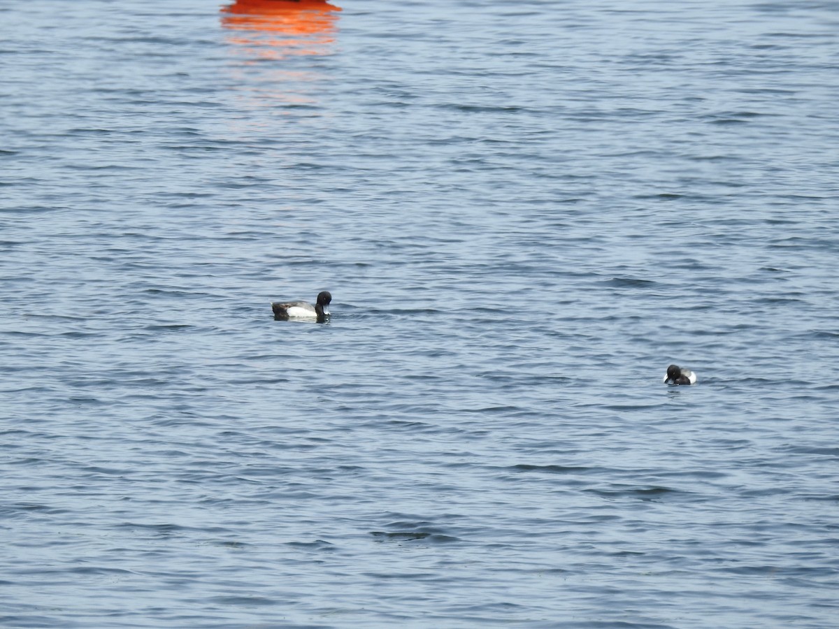 Greater Scaup - ML620034798