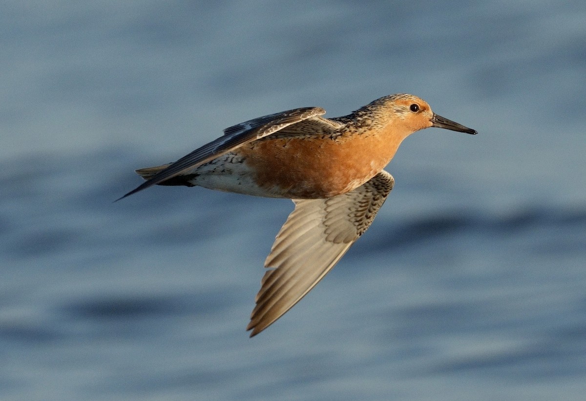Red Knot - ML620034802