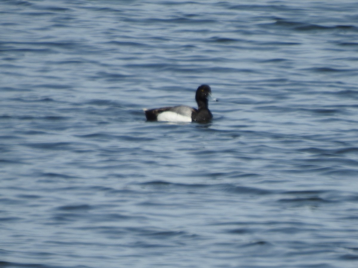 Greater Scaup - ML620034805