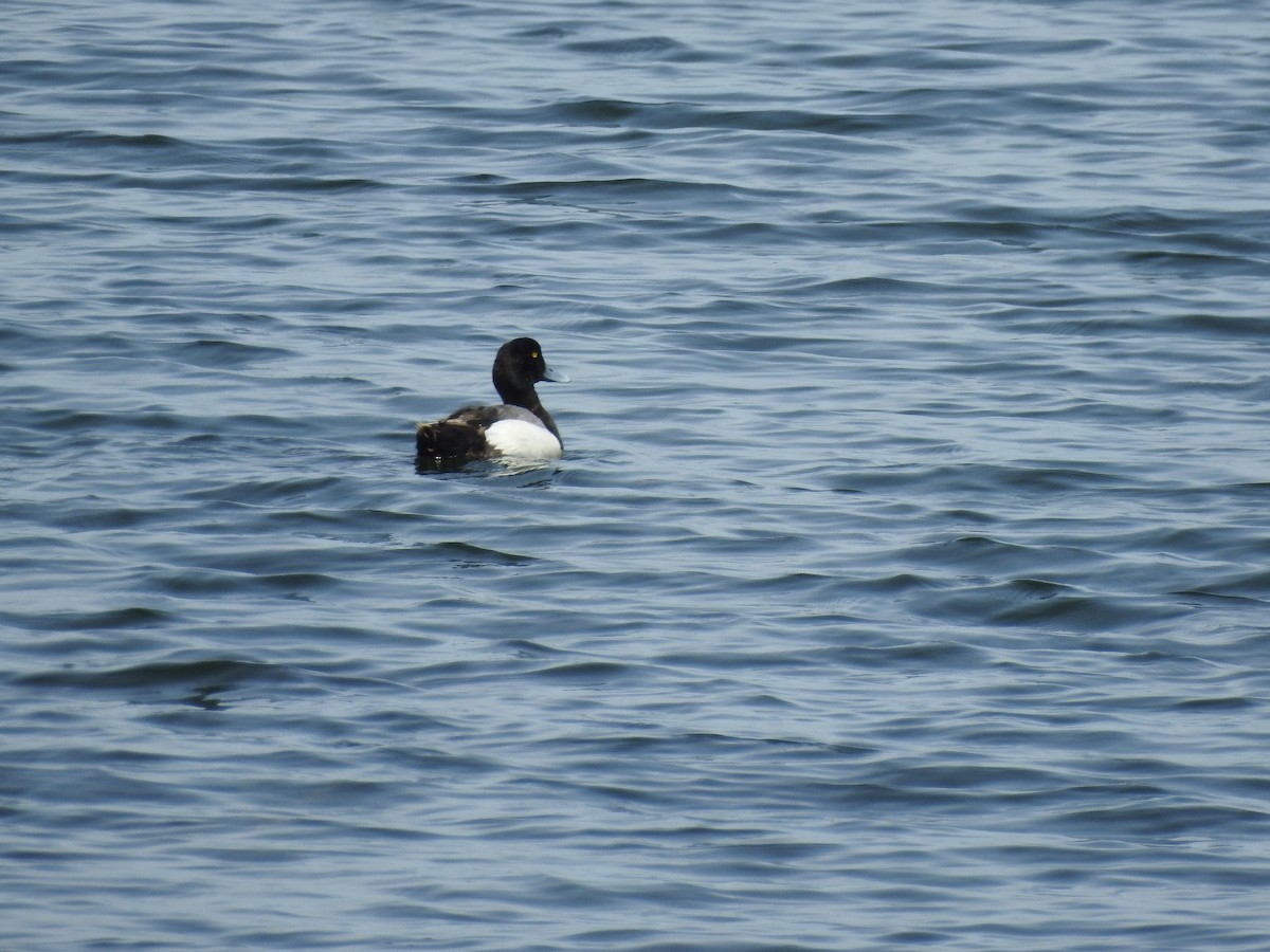 Greater Scaup - ML620034807