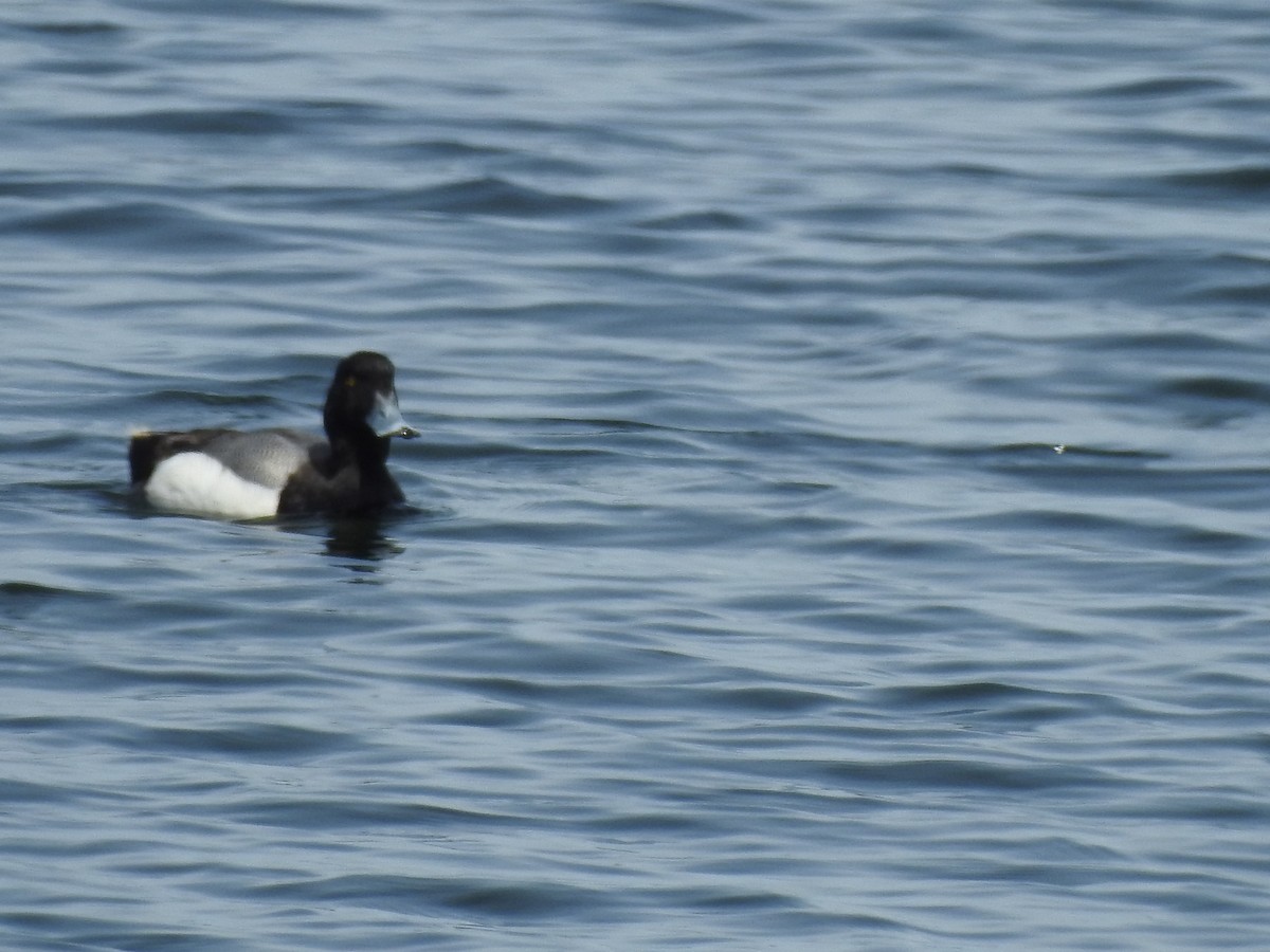 Greater Scaup - ML620034810