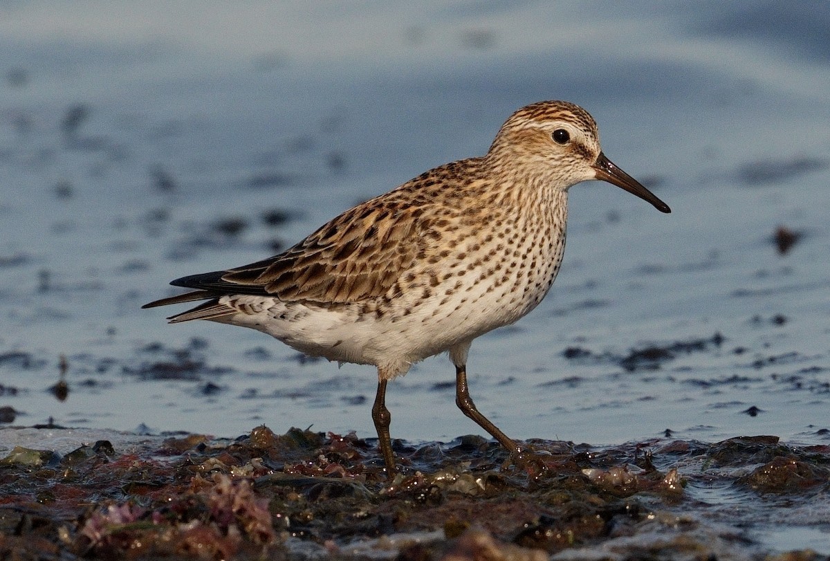 White-rumped Sandpiper - ML620034812