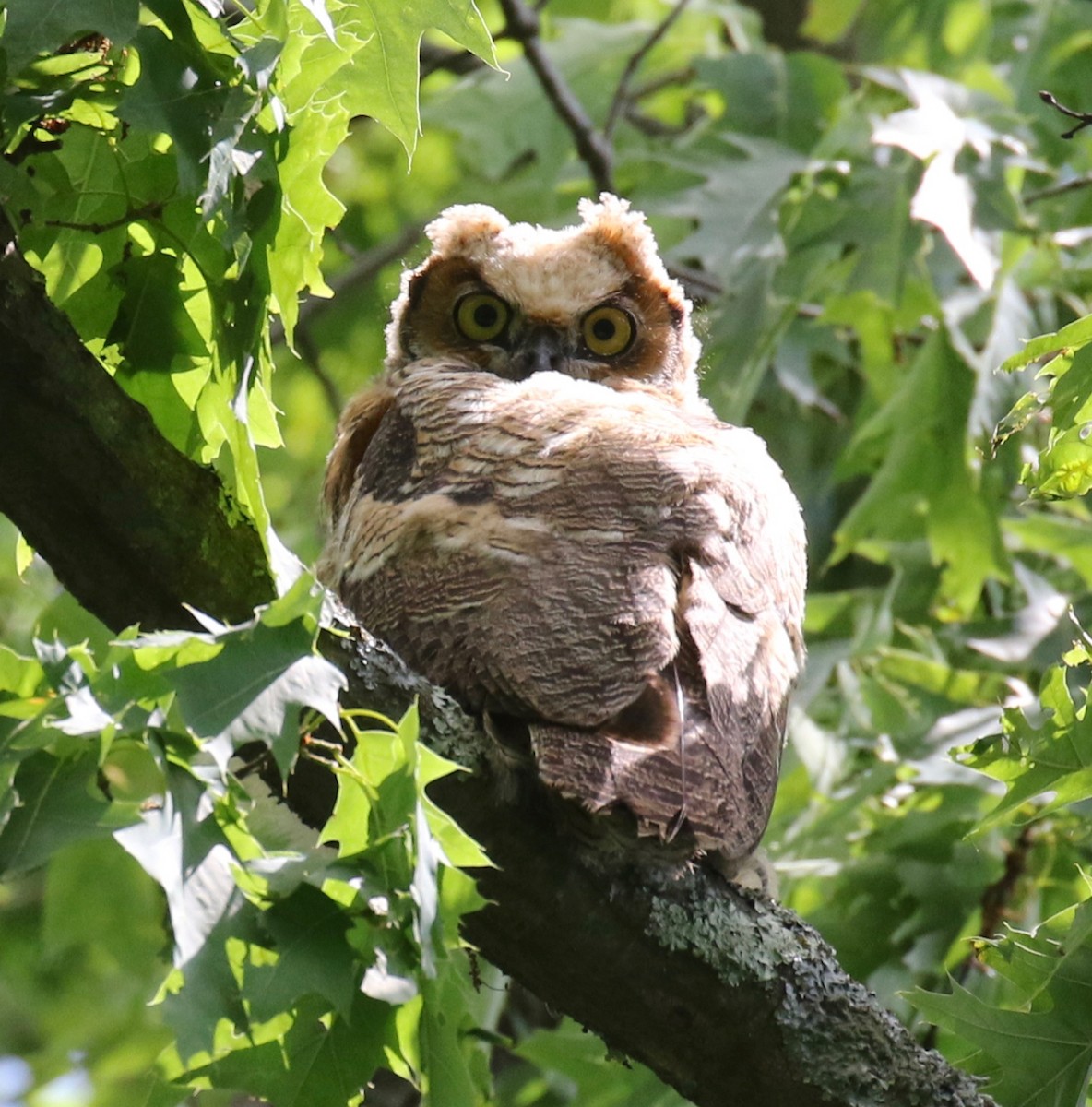 Great Horned Owl - ML620034813