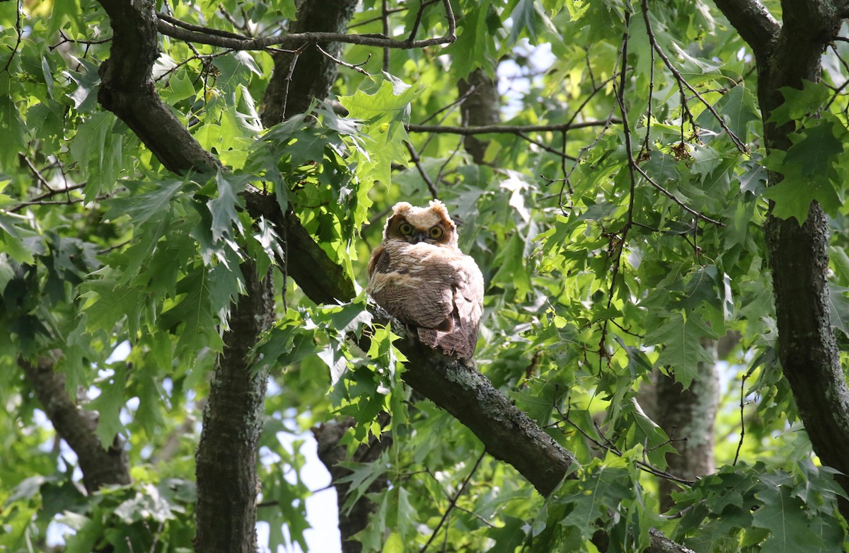 Great Horned Owl - ML620034814