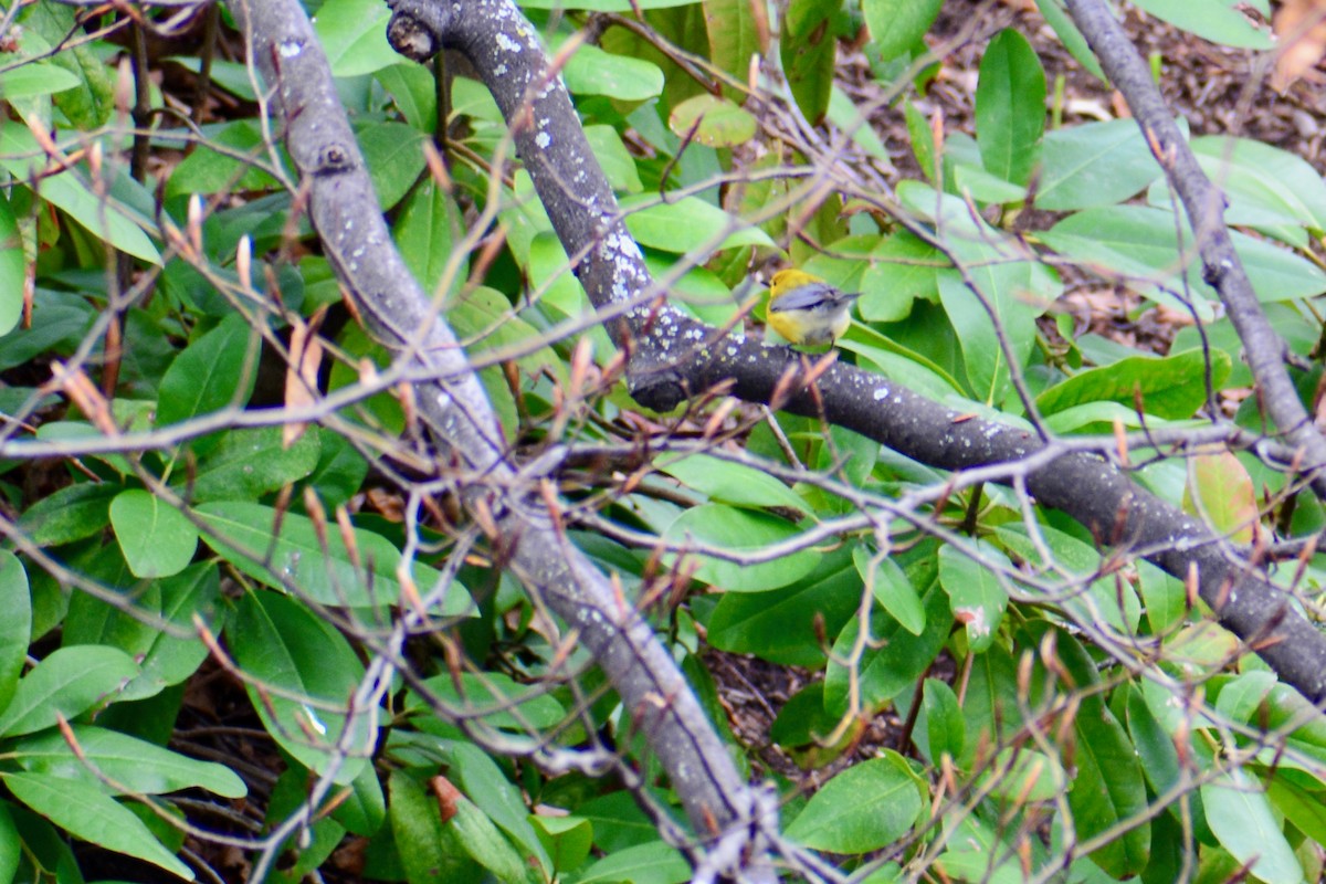 Prothonotary Warbler - ML620034831