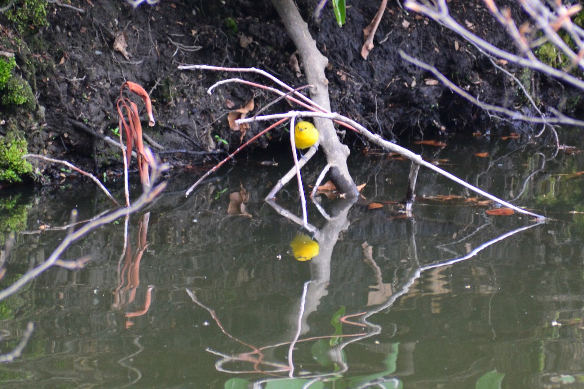 Prothonotary Warbler - ML620034832