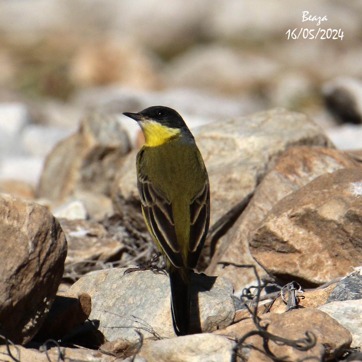 Western Yellow Wagtail (thunbergi) - ML620034849