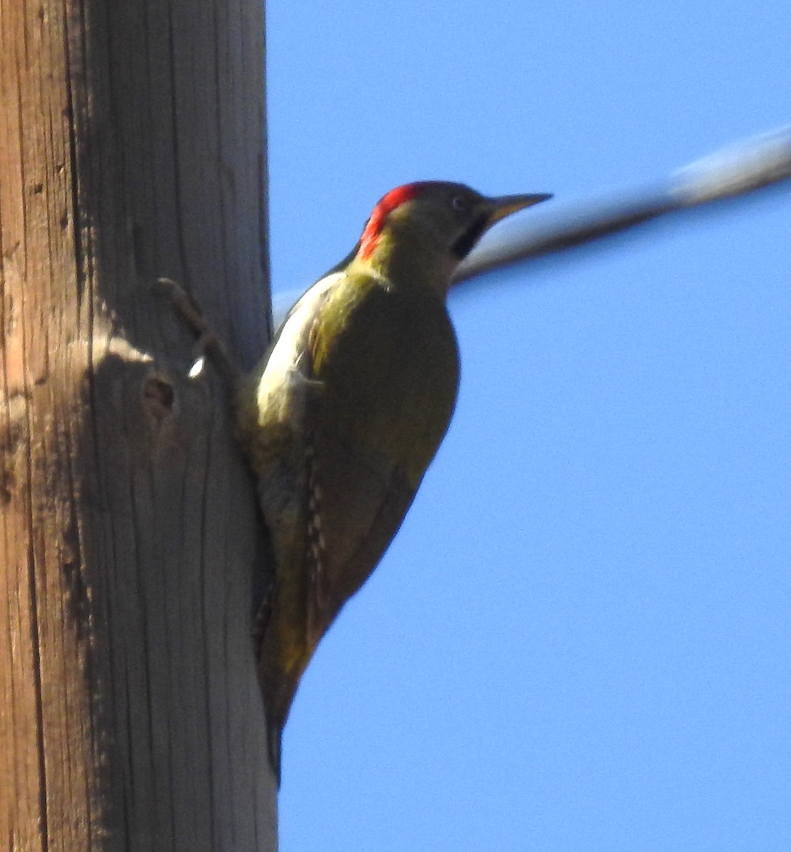Levaillant's Woodpecker - ML620034854