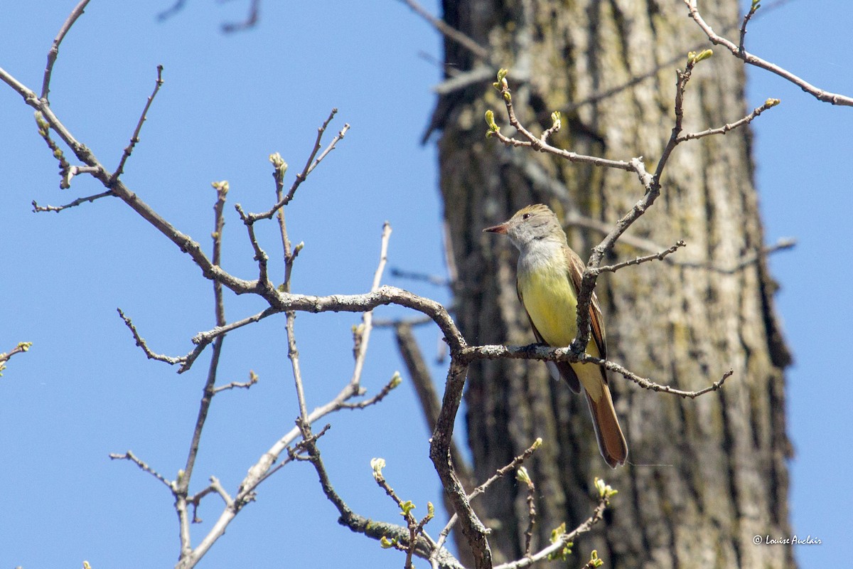 Great Crested Flycatcher - ML620034856