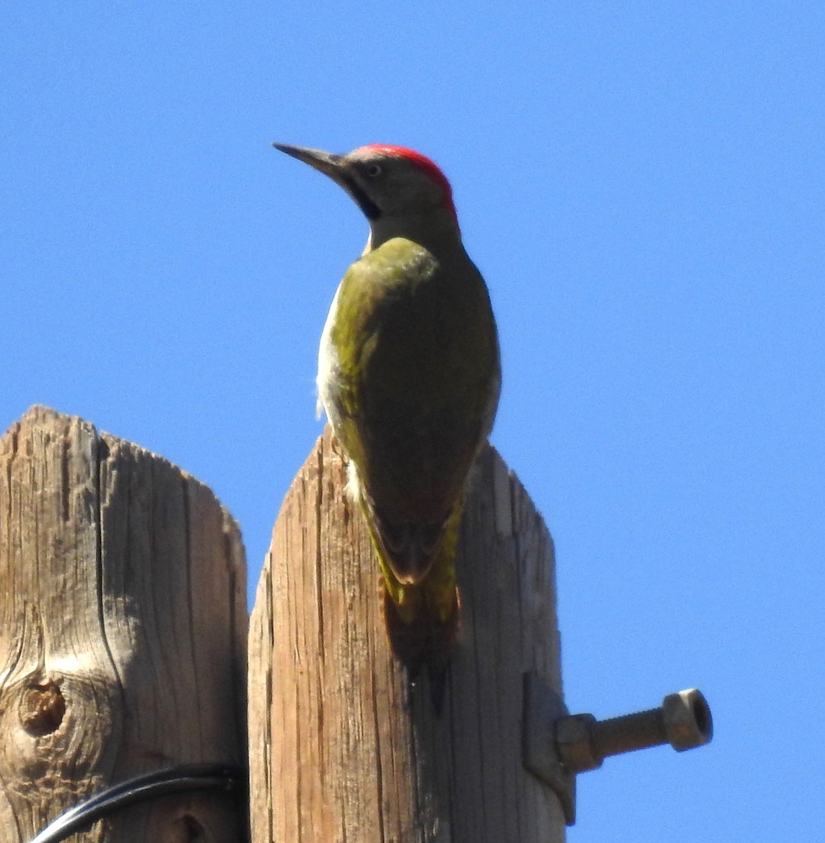 Levaillant's Woodpecker - ML620034868
