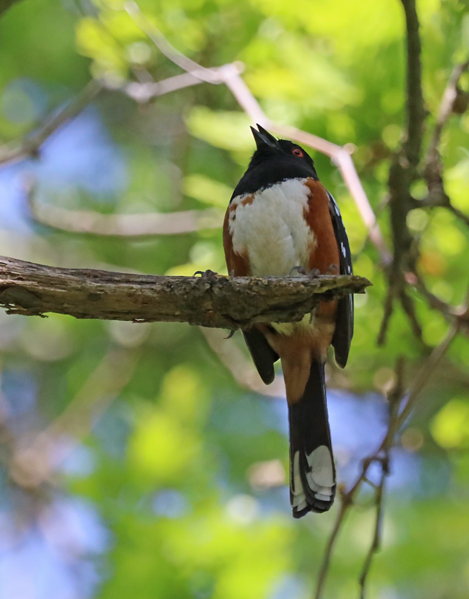 Spotted Towhee - ML620034875