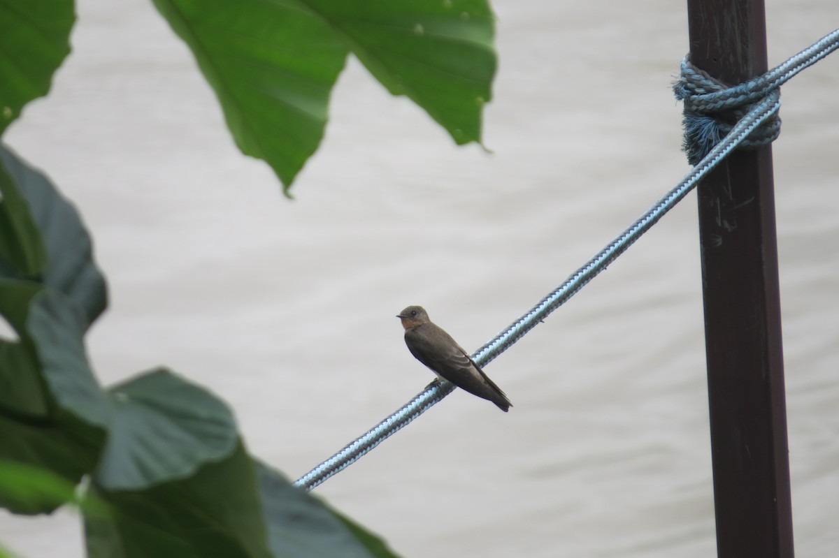 Southern Rough-winged Swallow - ML620034876