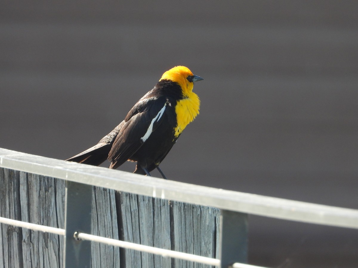Yellow-headed Blackbird - ML620034897