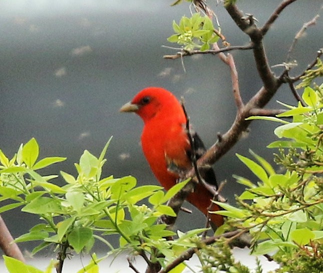 Scarlet Tanager - ML620034901