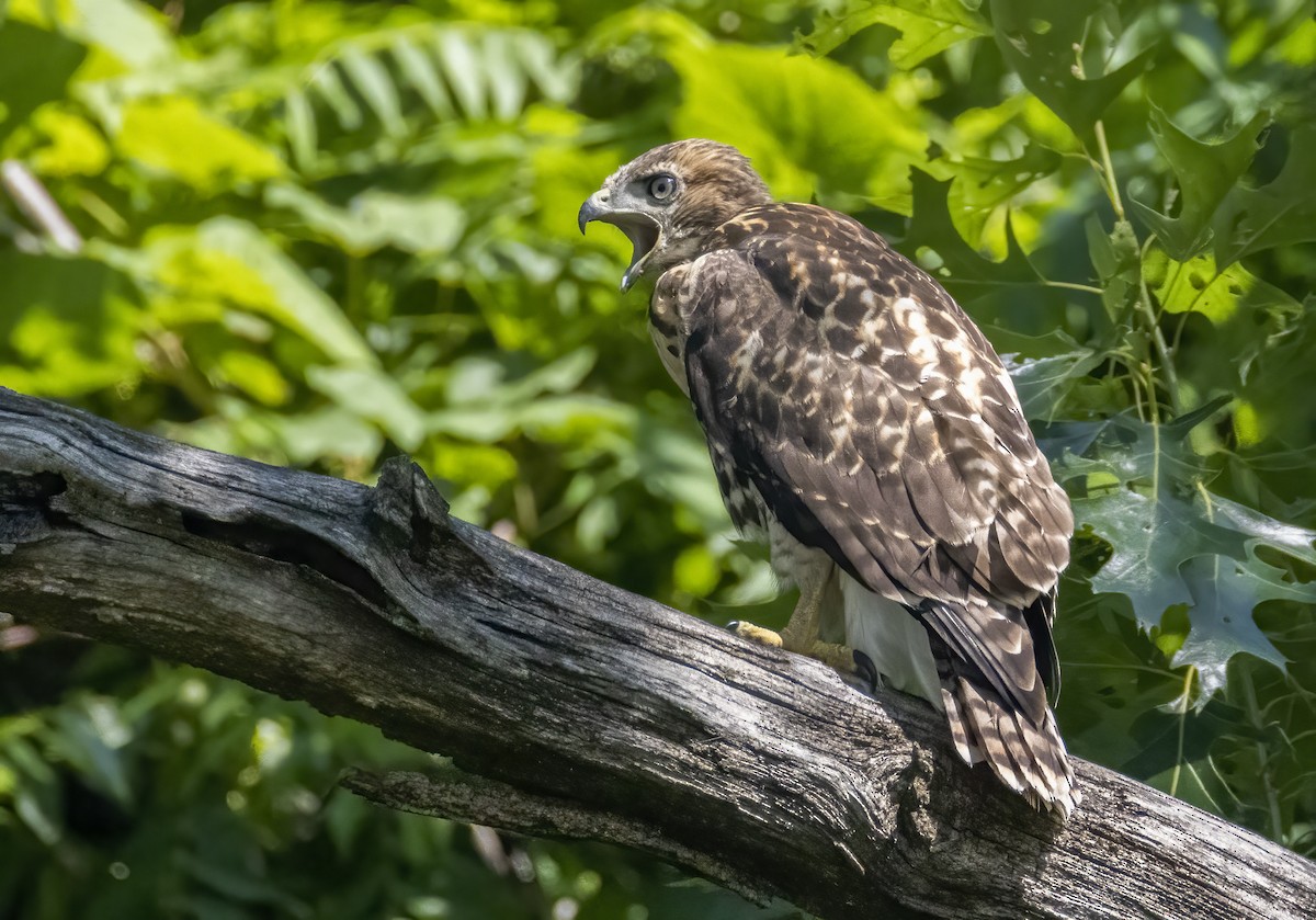 Red-tailed Hawk - ML620034916