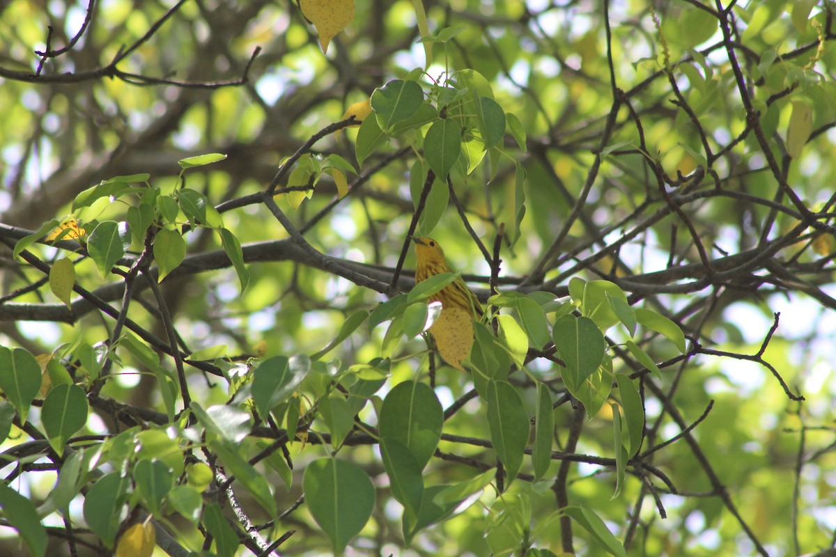 Northern/Mangrove Yellow Warbler - ML620034932