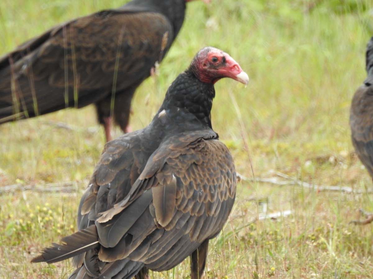 Turkey Vulture - ML620034942