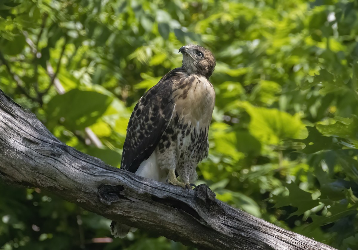 Red-tailed Hawk - ML620034962