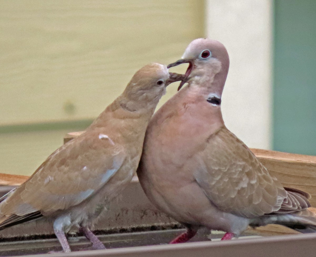 Eurasian Collared-Dove - ML620034990