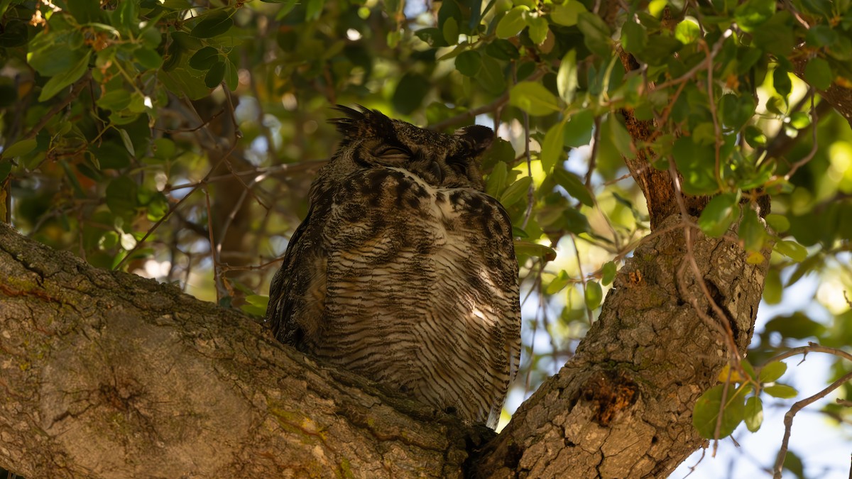 Great Horned Owl - ML620034994