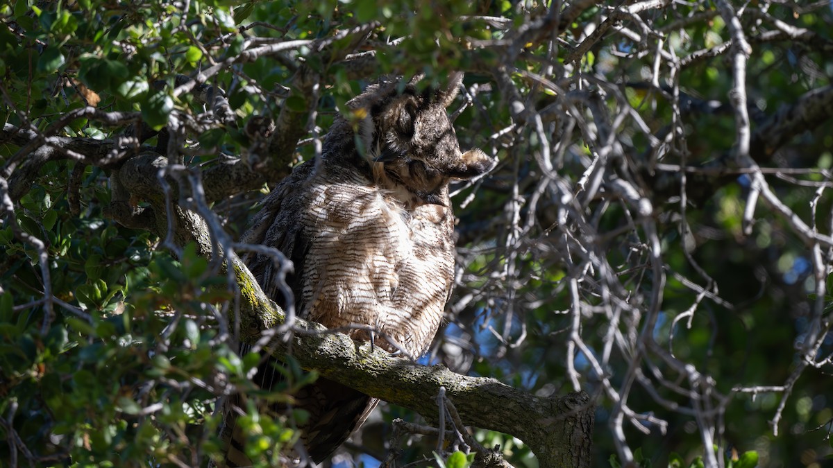 Great Horned Owl - ML620034995