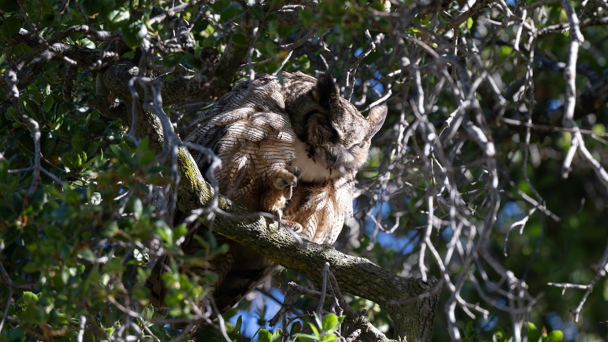 Great Horned Owl - ML620034996