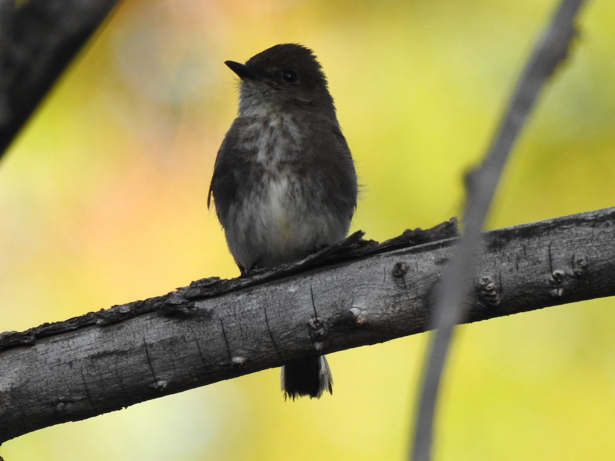 Black x Eastern Phoebe (hybrid) - ML620035006