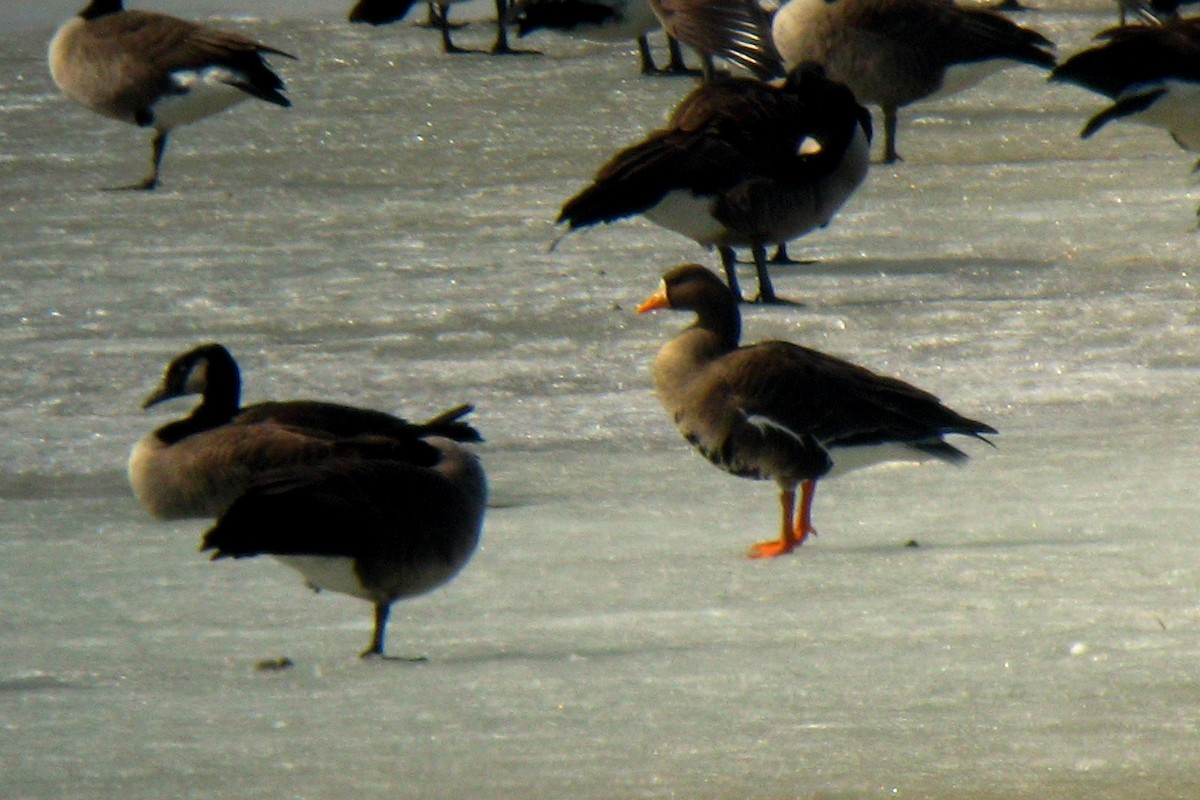 Greater White-fronted Goose - ML620035007