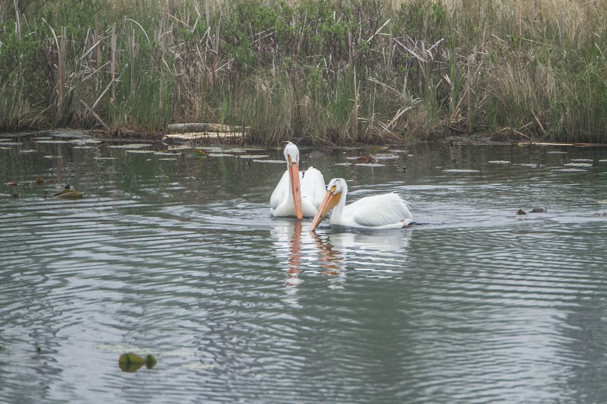 pelikán severoamerický - ML620035011