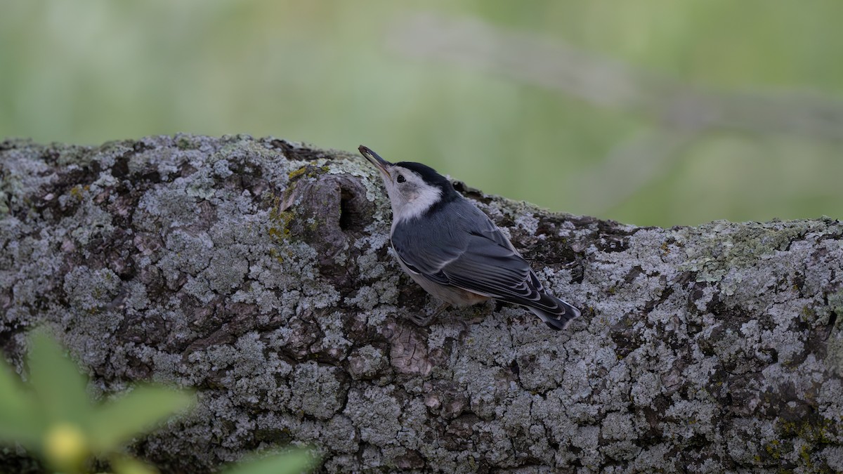 White-breasted Nuthatch - ML620035036